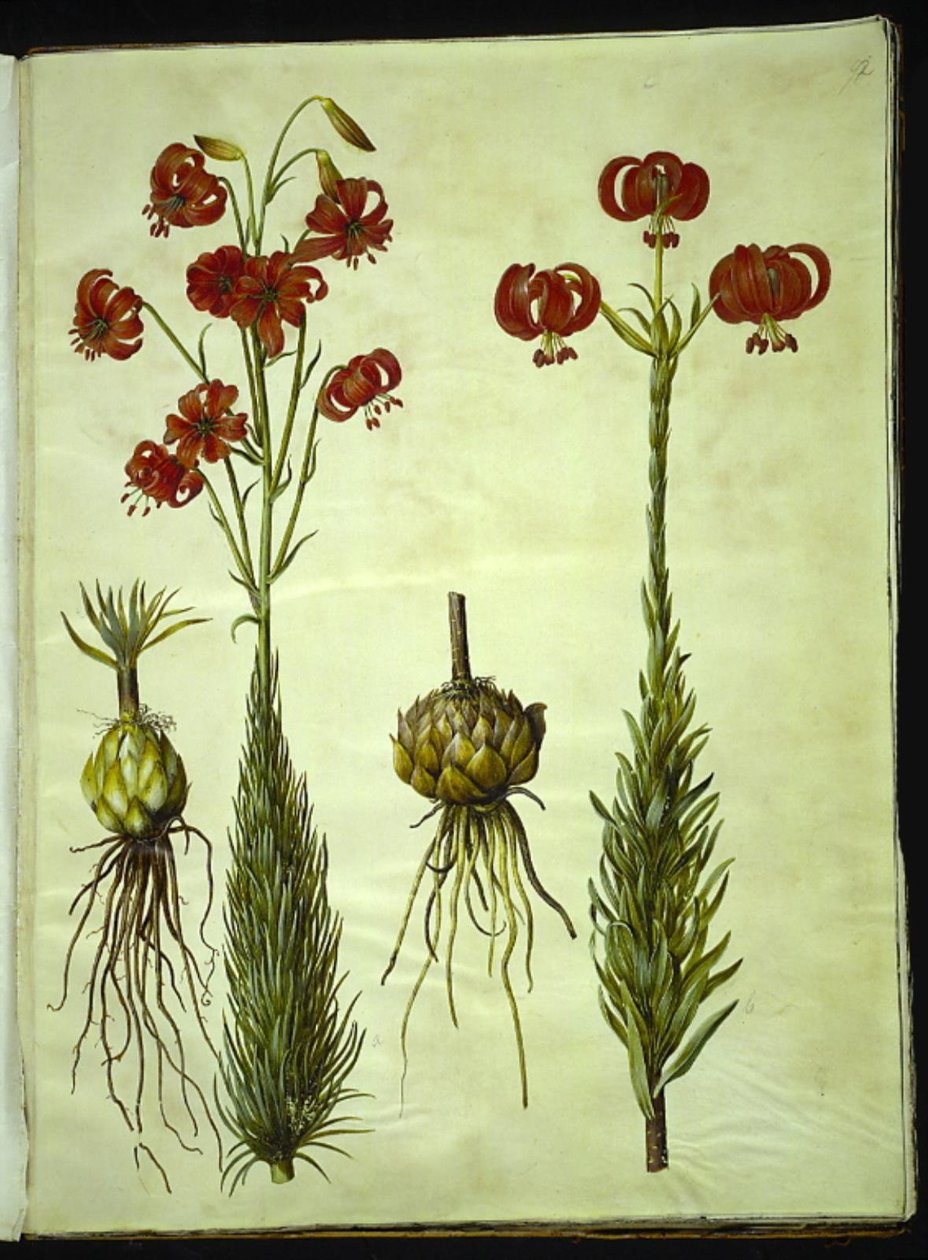 Kalsedonlilje (rød turbanlilje) av Hans Simon Holtzbecker