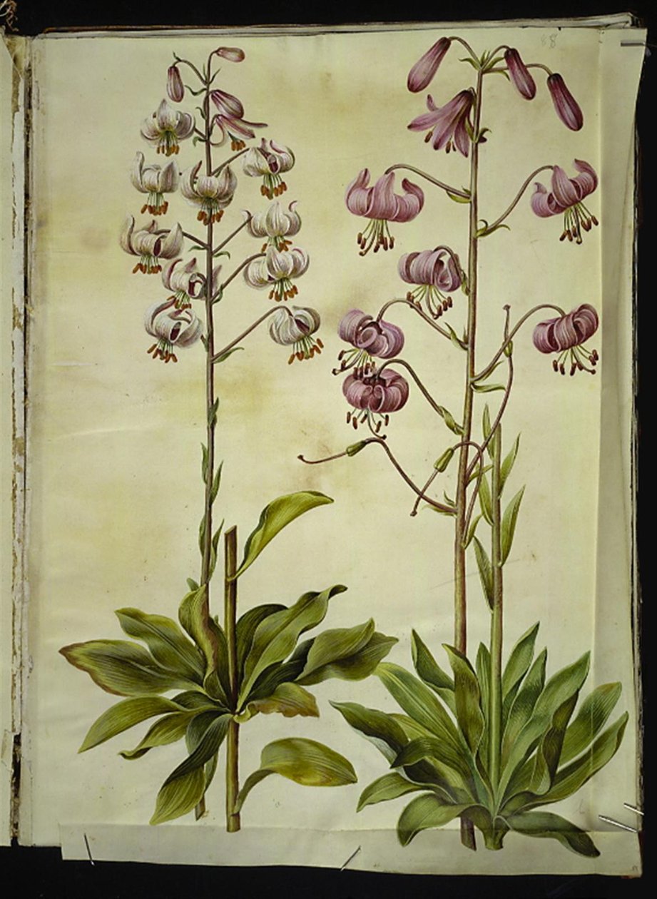 Lilium martagon (kranslilje) av Hans Simon Holtzbecker