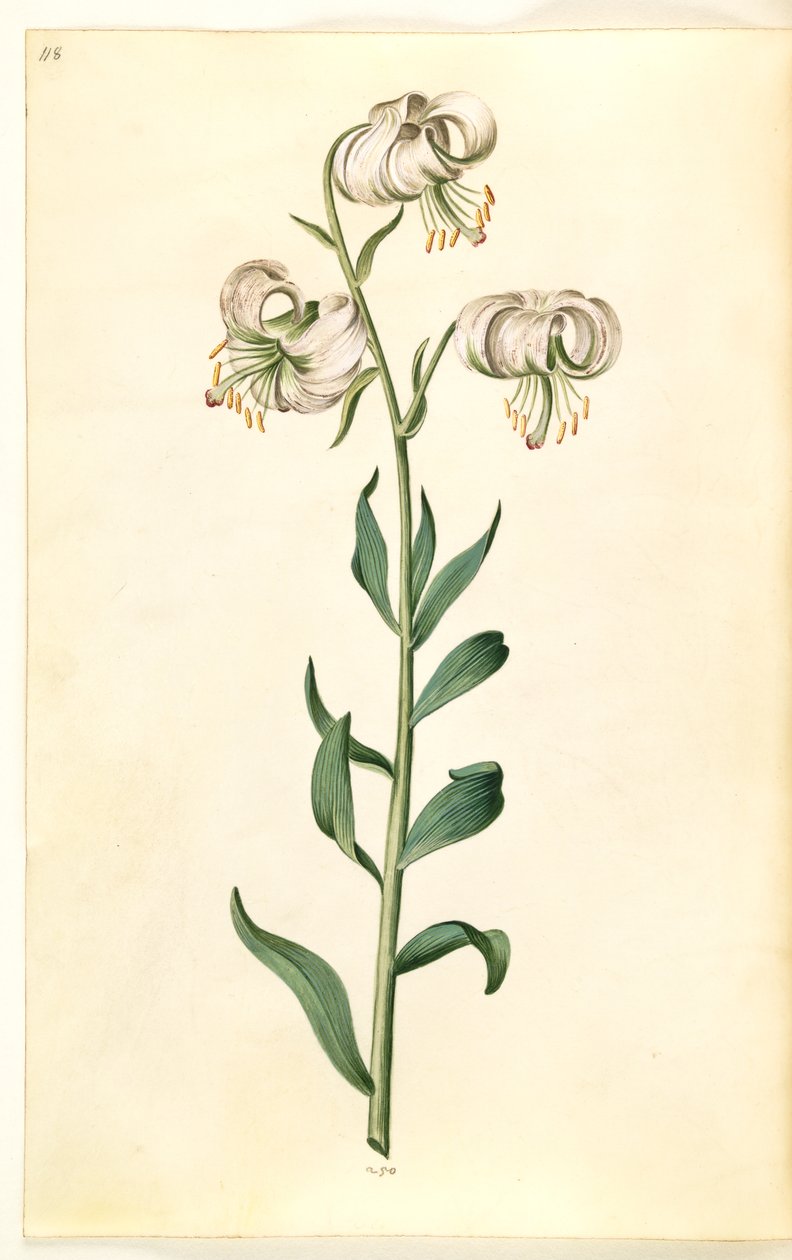 Lilium martagon (kranslilje) av Hans Simon Holtzbecker