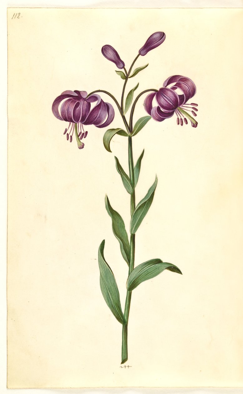 Lilium martagon (kranslilje) av Hans Simon Holtzbecker