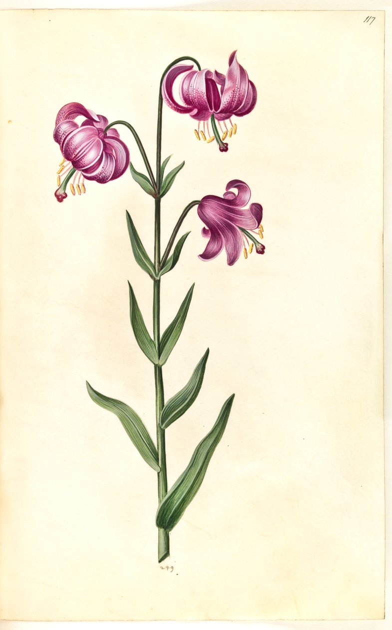 Lilium martagon (kranslilje) av Hans Simon Holtzbecker