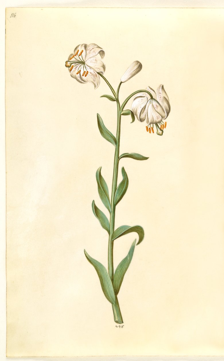 Lilium martagon (kranslilje) av Hans Simon Holtzbecker