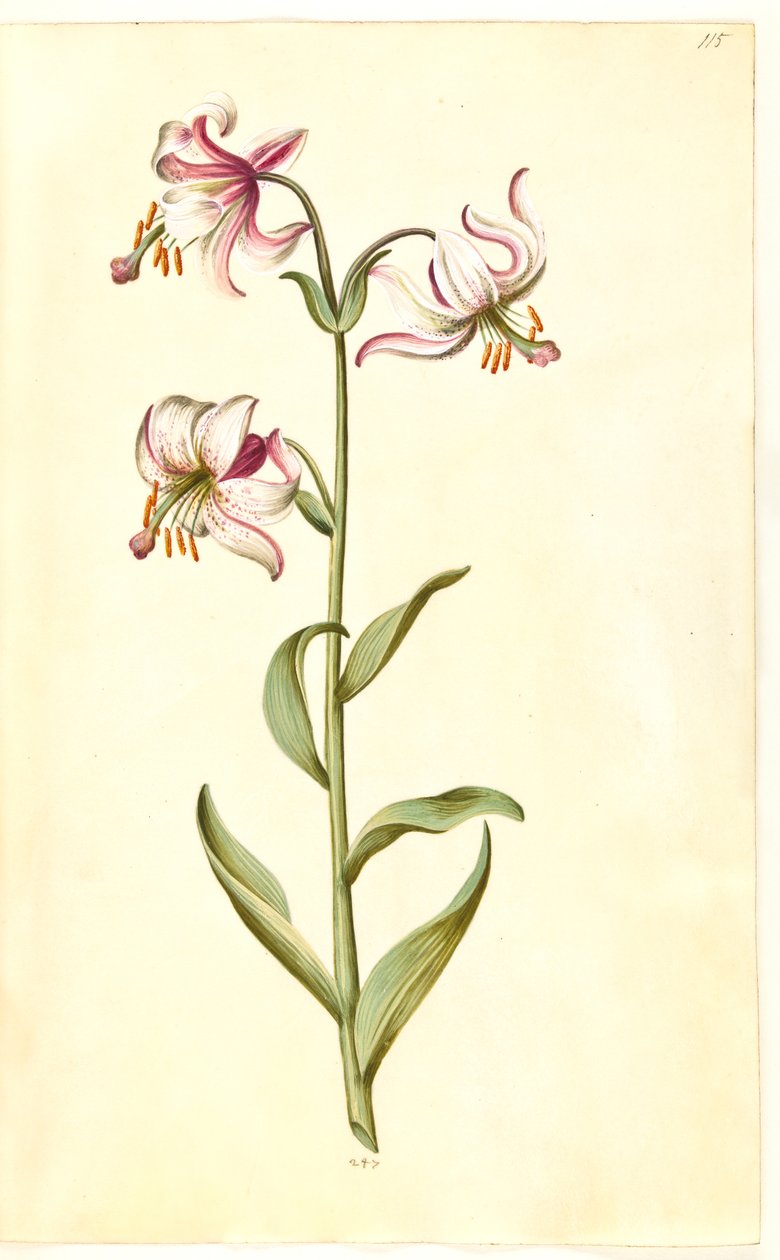 Lilium martagon (kranslilje) av Hans Simon Holtzbecker
