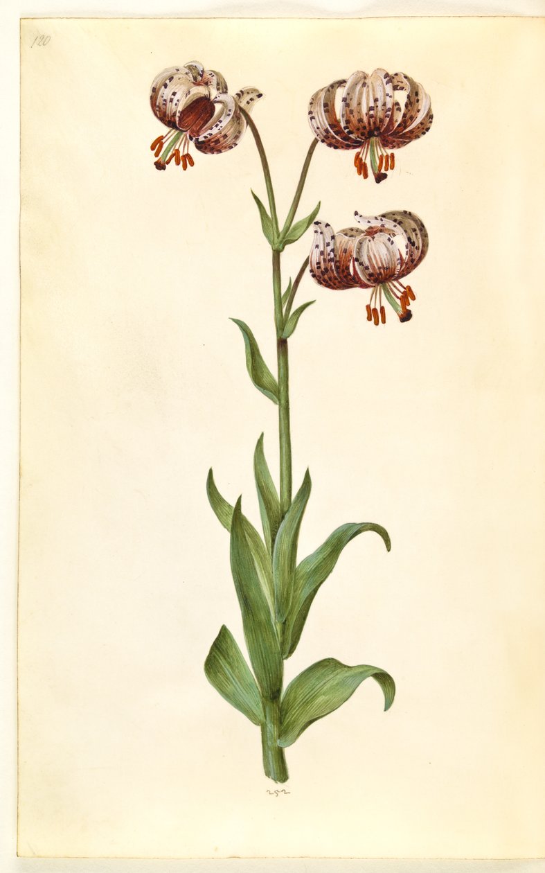 Lilium martagon (kranslilje) av Hans Simon Holtzbecker