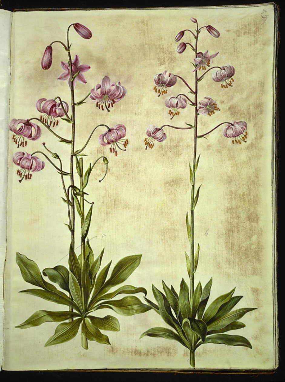 Lilium martagon (kranslilje) av Hans Simon Holtzbecker