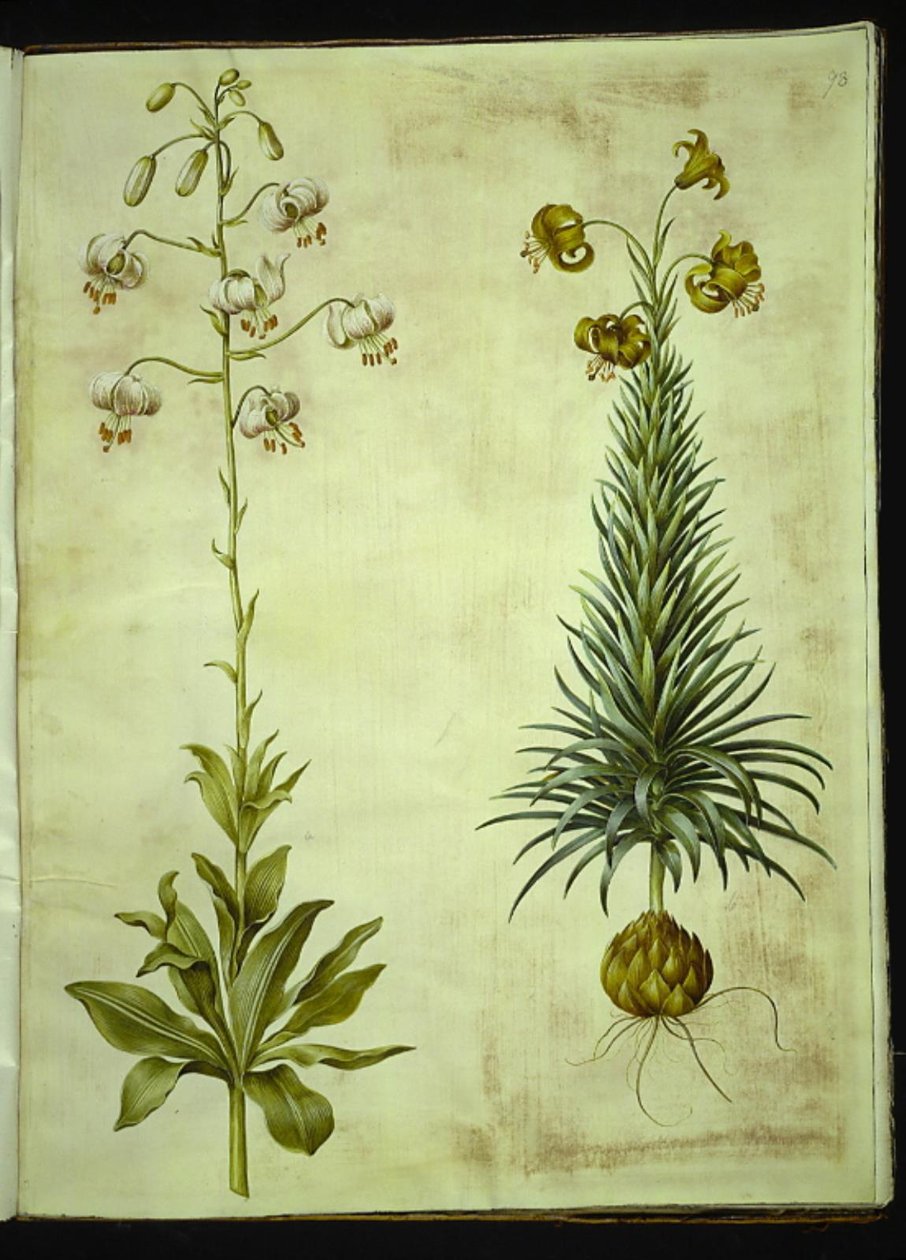 Lilium martagon (kranslilje); Lilium pyrenaicum (pyreneisk lilje) av Hans Simon Holtzbecker