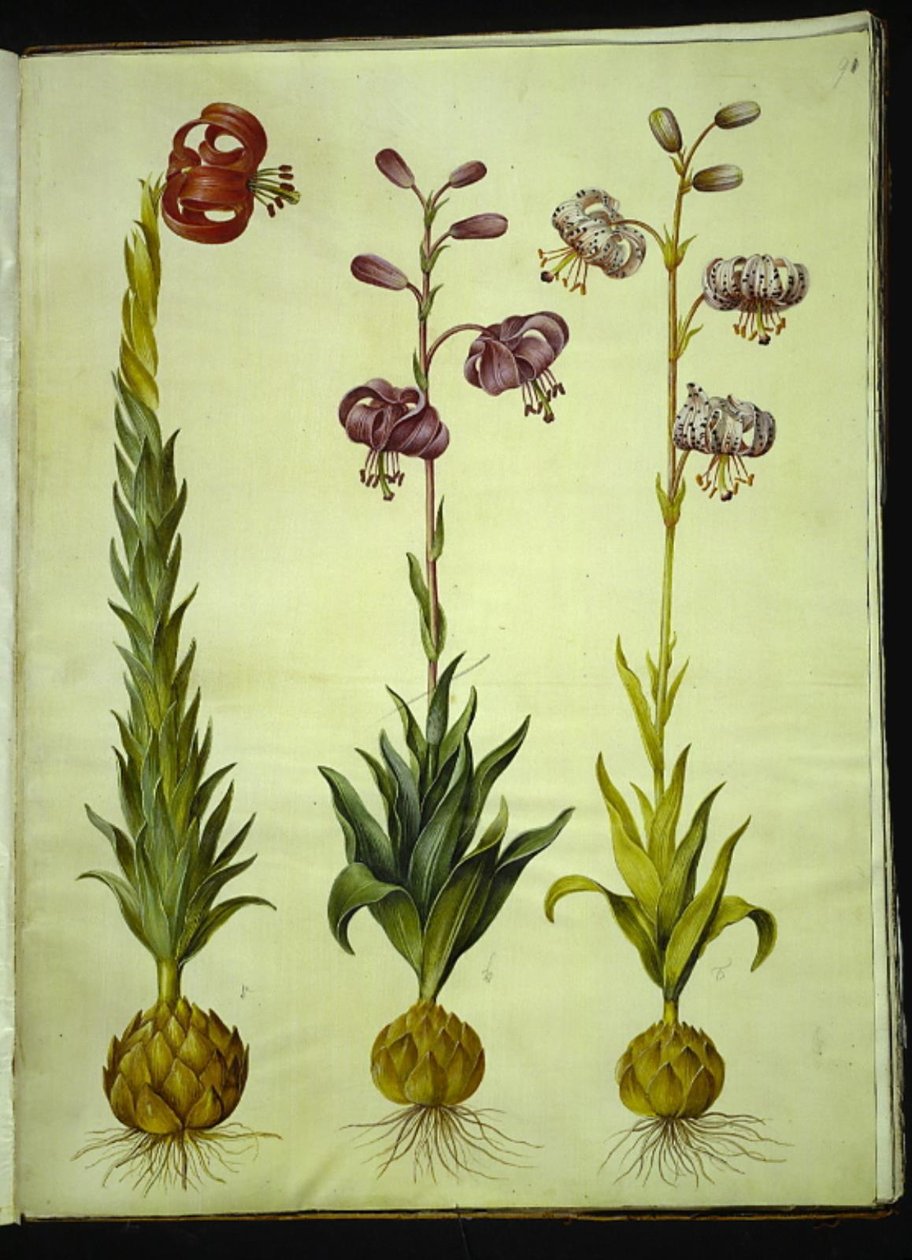 Lily pomponium (pompon-lilje); Martagon lilje (krans-lilje) av Hans Simon Holtzbecker