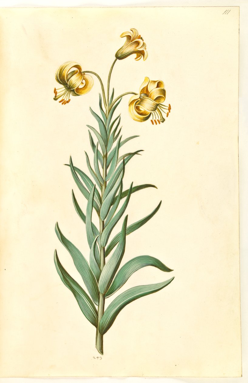 Lilium pyrenaicum (pyreneisk lilje) av Hans Simon Holtzbecker