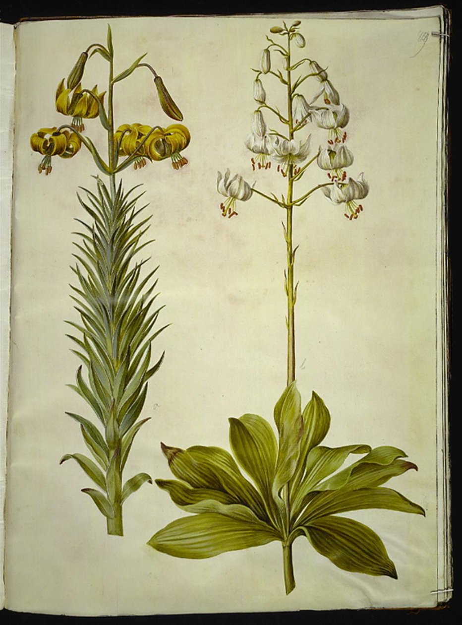 Lilium pyrenaicum (pyreneerlilje); Lilium martagon (kranslilje) av Hans Simon Holtzbecker