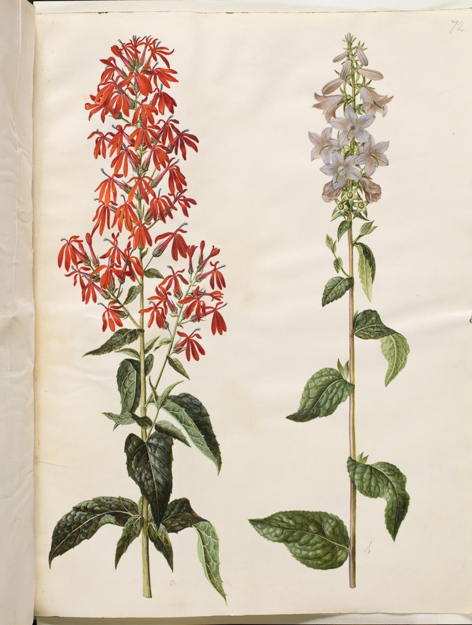 Lobelia cardinalis (kardinal lobelia); Campanula latifolia (bredbladet klokke) av Hans Simon Holtzbecker