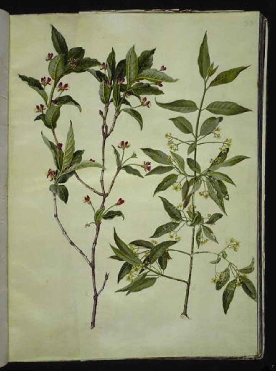 Lonicera alpigena (alpine geitblad); Euonymus europaeus (vanlig benved) av Hans Simon Holtzbecker