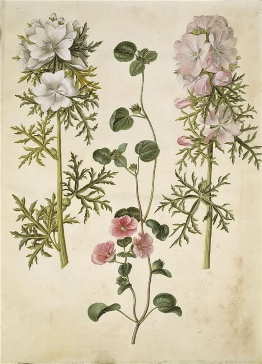 Malva moschata (moskus baldakin); Malva eller Malope (art af katost eller malope) av Hans Simon Holtzbecker