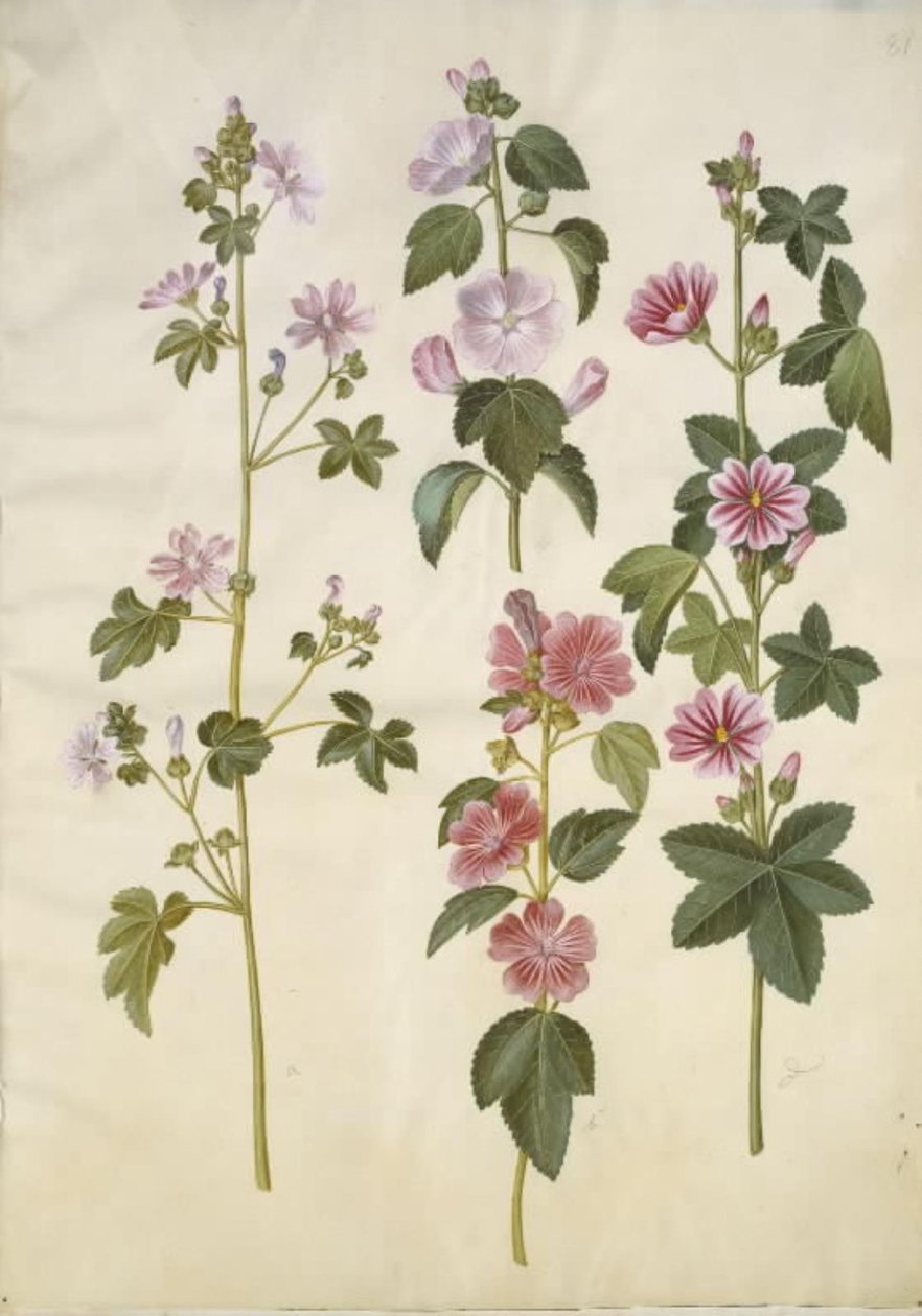 Malva sylvestris (vanlig katteost); Lavatera thuringiaca (tysk poppelrose) av Hans Simon Holtzbecker