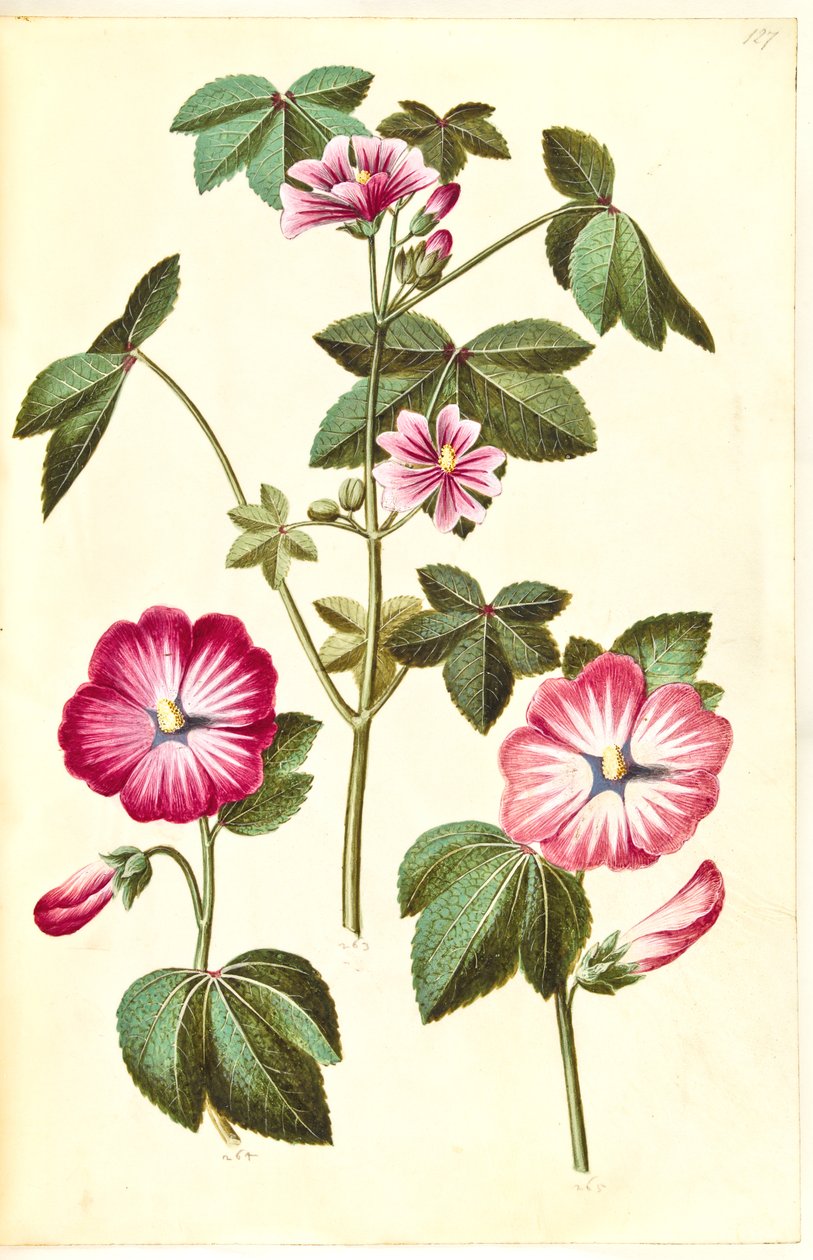 Malva sylvestris (vanlig katteost); Lavatera trimestris (mameluk orm) av Hans Simon Holtzbecker