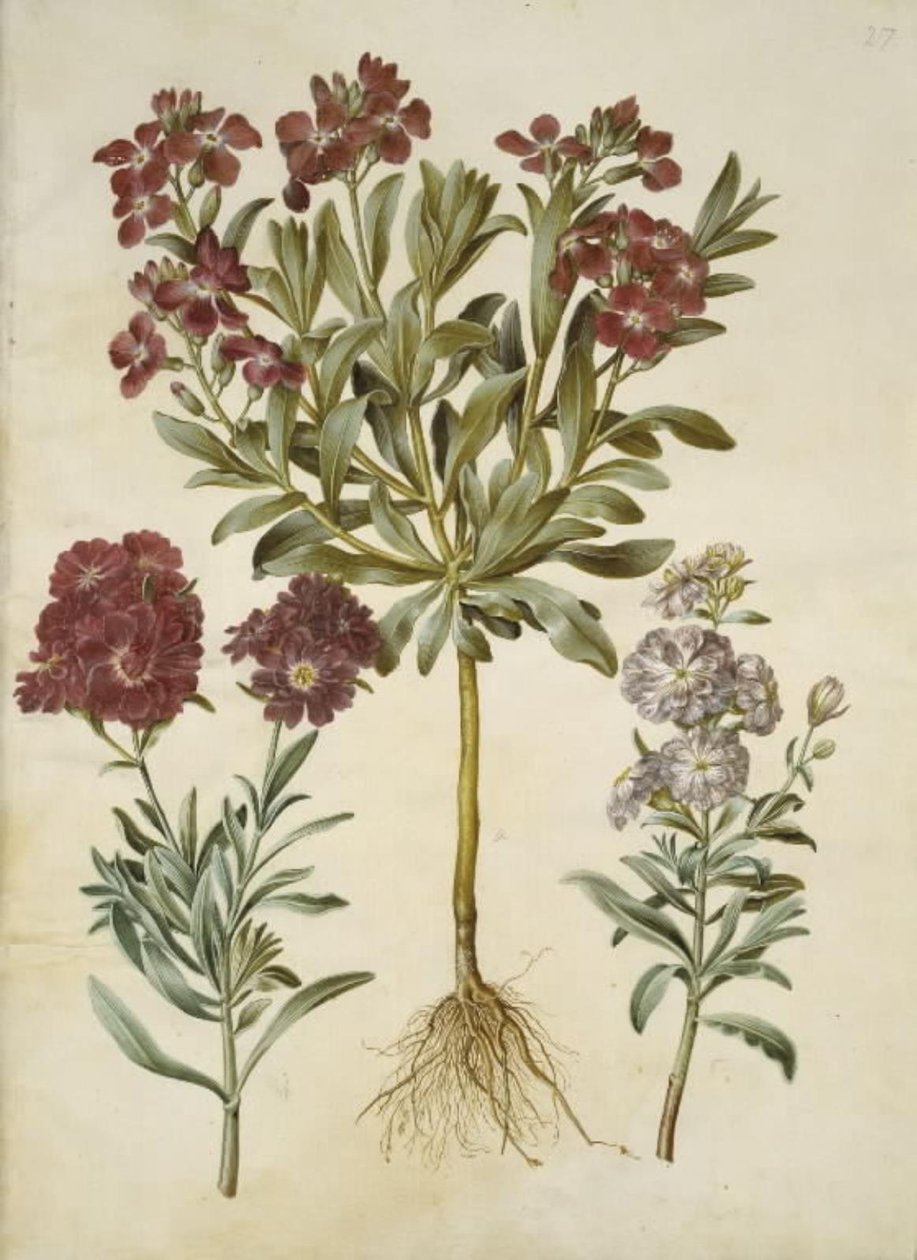 Matthiola incana (vinter-levkøy) av Hans Simon Holtzbecker
