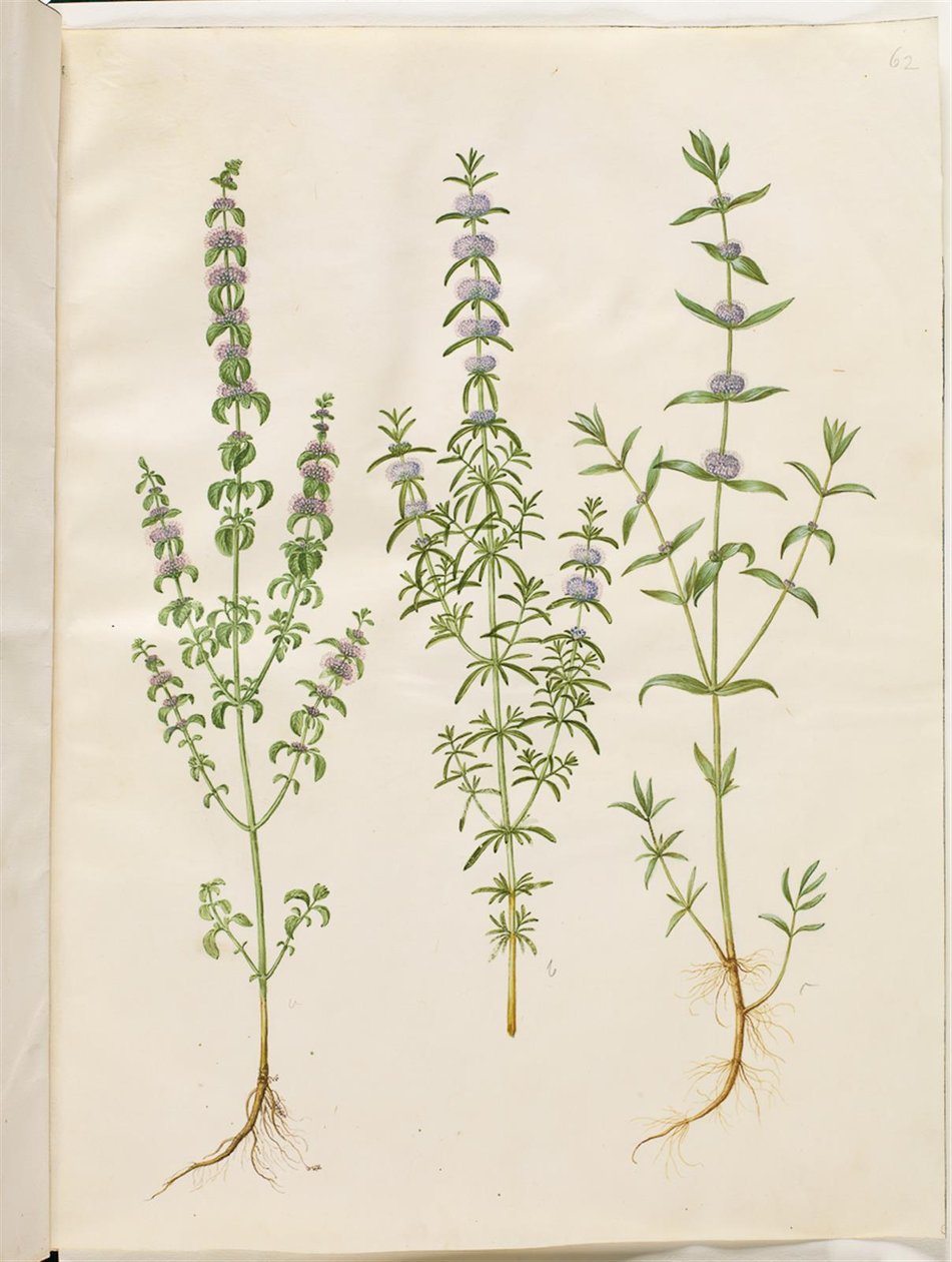Mentha pulegium (polej mynte); Mentha cervina (hjortmynte); Mentha (mynteart) av Hans Simon Holtzbecker