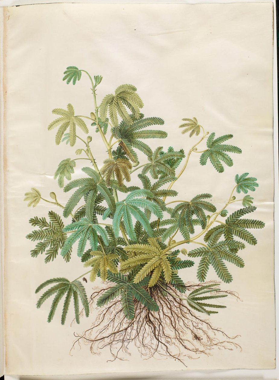Mimosa polydactyla (mangefingret mimose) av Hans Simon Holtzbecker
