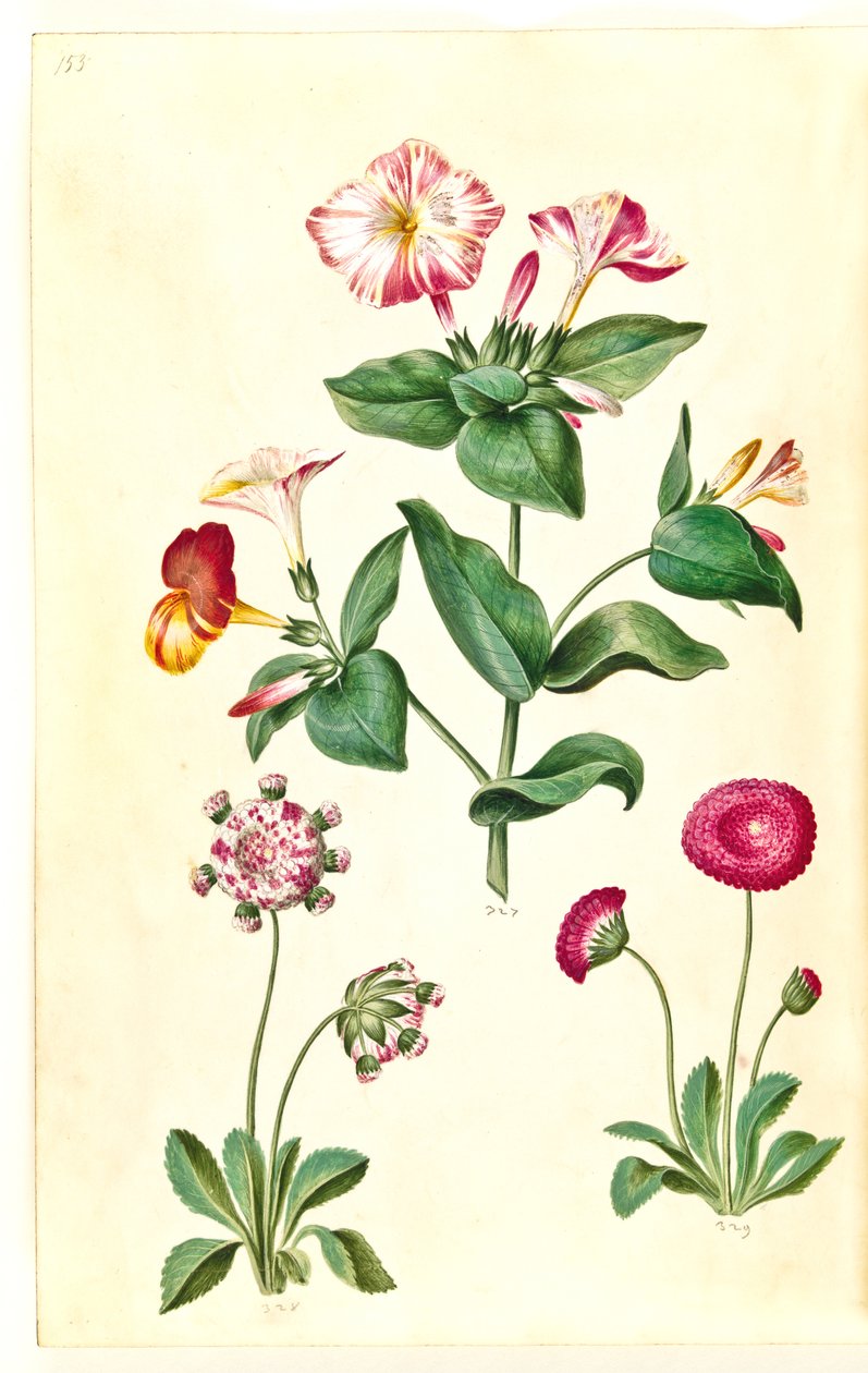 Mirabilis jalapa (mirakelblomst); Bellis perennis (vanlig tusenfryd) av Hans Simon Holtzbecker