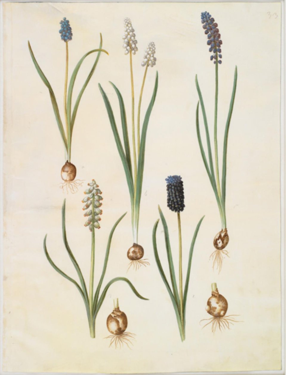 Muscari botryoides (almindelig perlehyacint); Muscari racemosum (muskat-perlehyacint); Muscari neglisjert av Hans Simon Holtzbecker