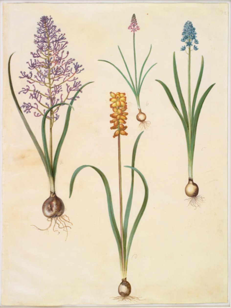 Muscari comosum (blomsterhyasint); Scilla autumnalis (høst-skilla); Hyacinthoides italica (italiensk klokeskilla); Muscari macrocarpum (gul perlehyasint) av Hans Simon Holtzbecker
