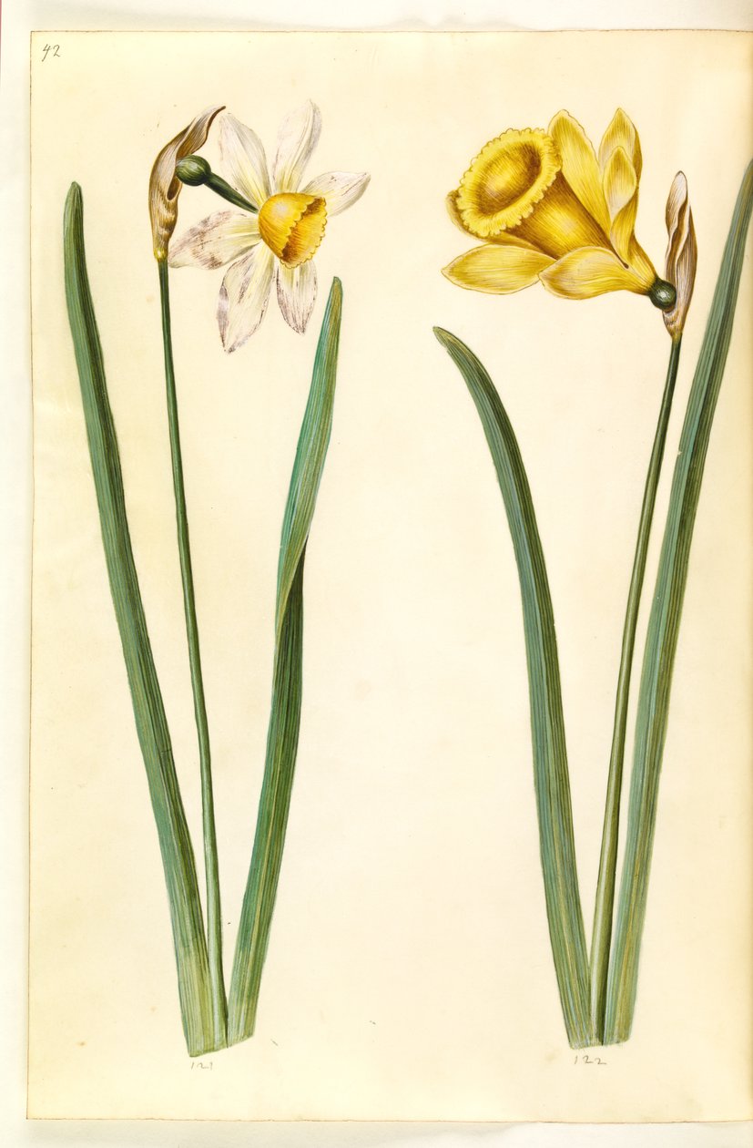 Narcissus ×incomparabilis (hage narcissus); Narcissus pseudonarcissus (påskelilje) av Hans Simon Holtzbecker