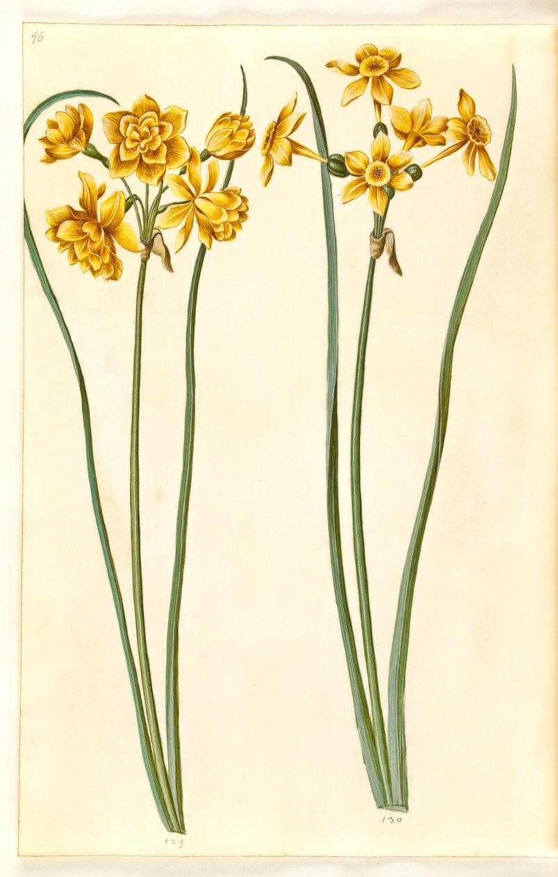 Narcissus jonquilla (siv-narcissus) av Hans Simon Holtzbecker