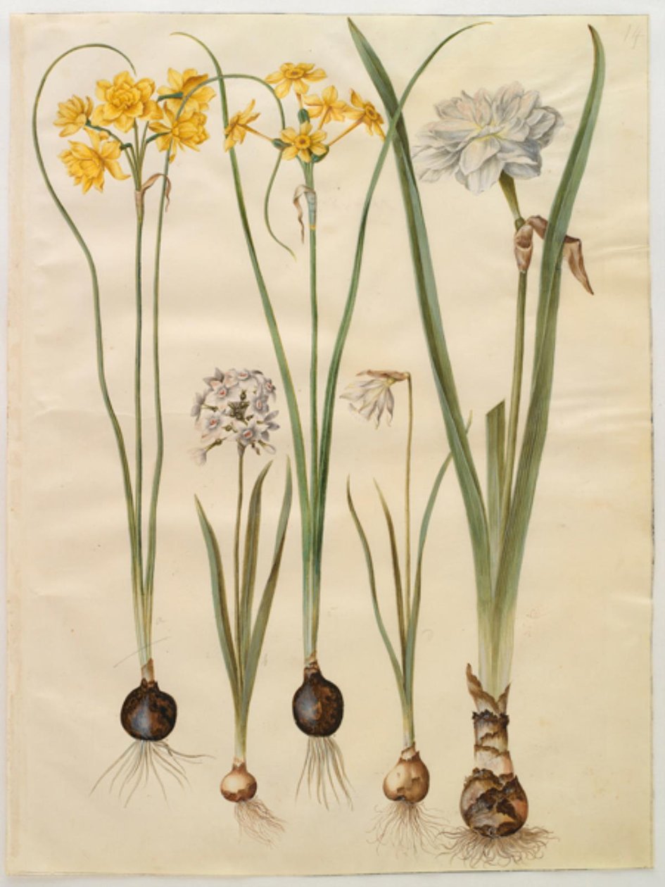 Narcissus jonquilla (siv-narcis); Narcissus tazetta (tazet); Narcissus pseudonarcissus moschatus (musk-narcissus); poetisk narcissus (pinselilje) av Hans Simon Holtzbecker