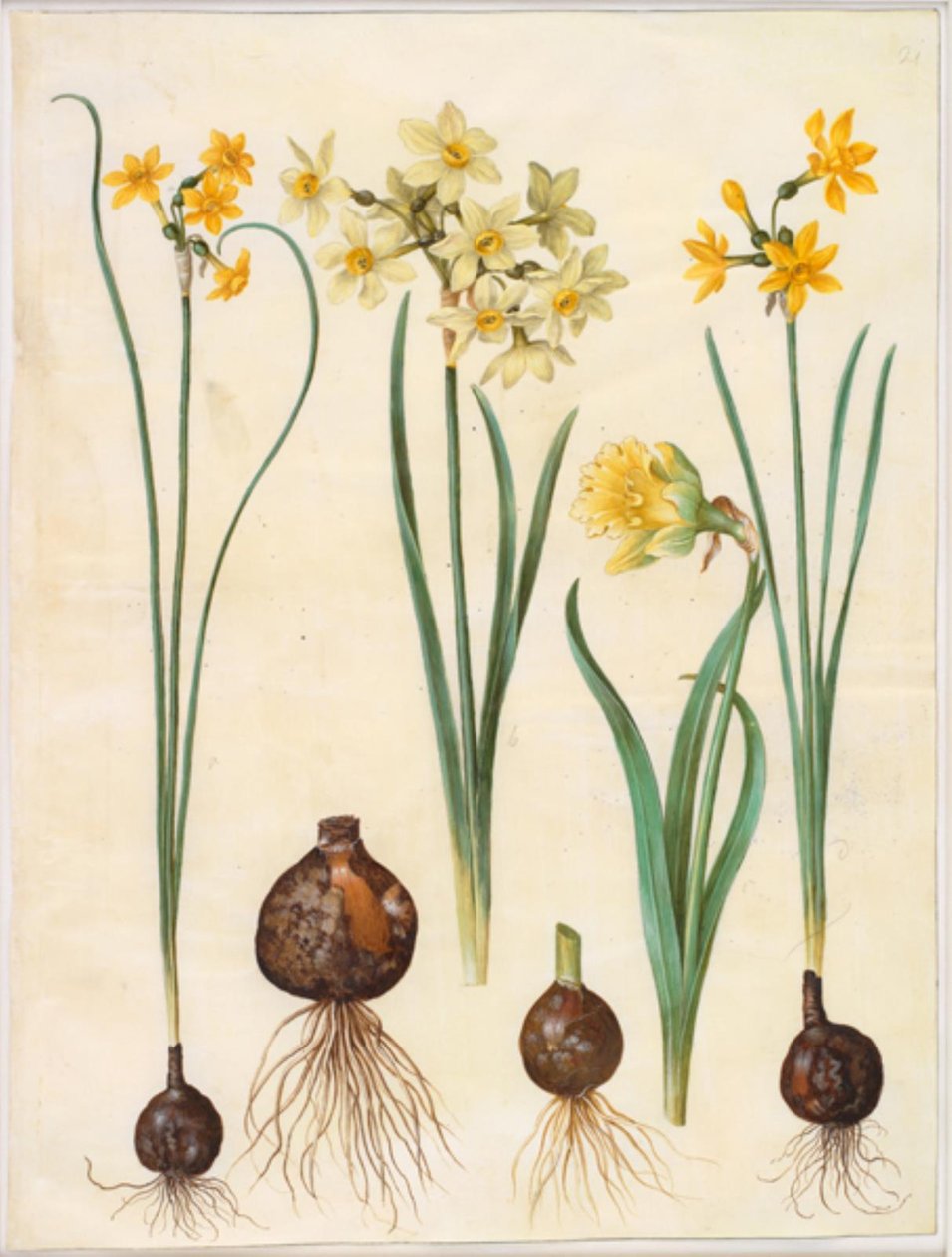 Narcissus jonquilla (rush-narcissus); Narcissus tazetta aureus (gull-tazet); Narcissus pseudonarcissus bicolor (tofarget påskelilje) av Hans Simon Holtzbecker