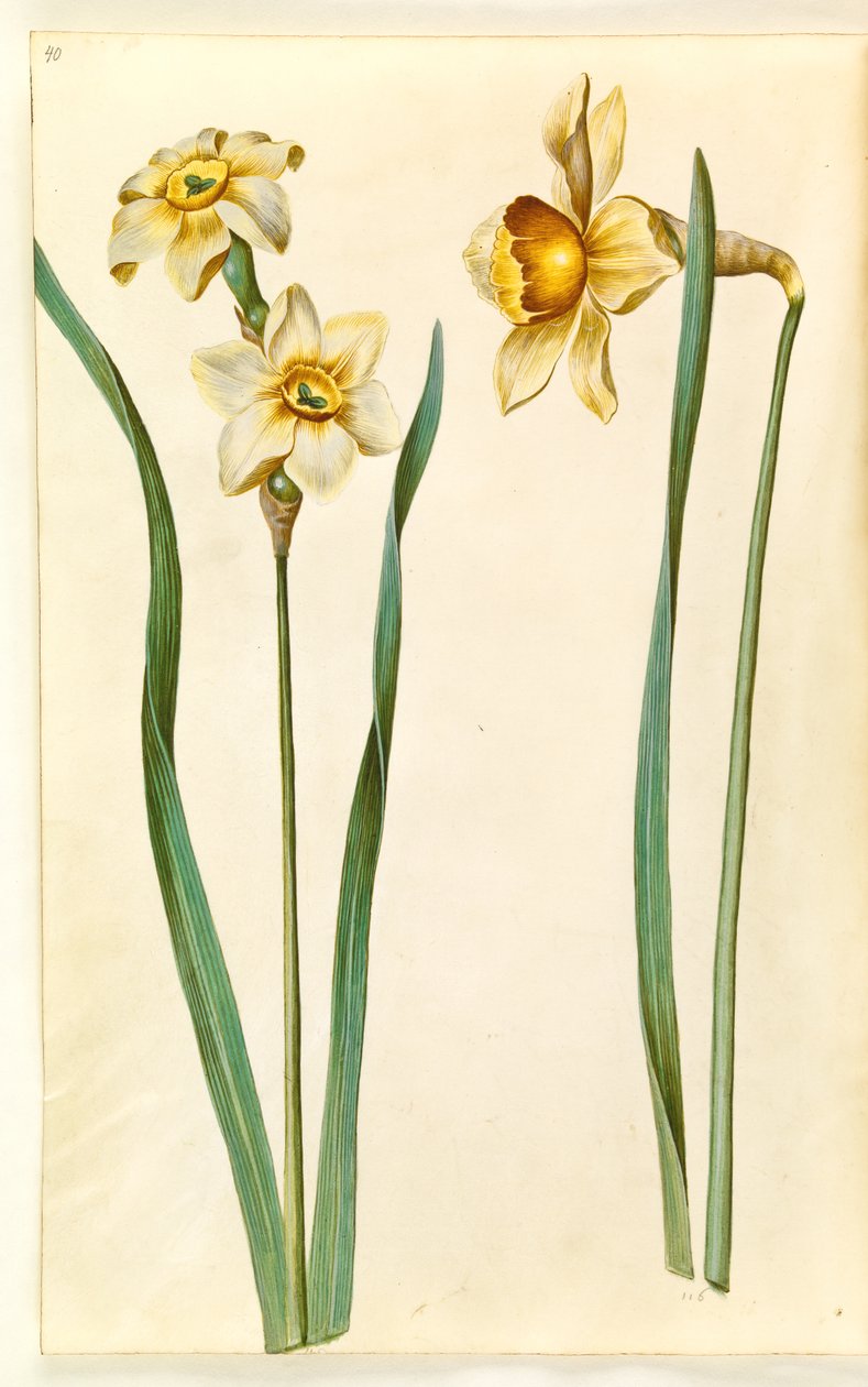 Narcissus ×mediluteus (toblomstret narcissus); Narcissus × uforlignelig (har narsissist) av Hans Simon Holtzbecker