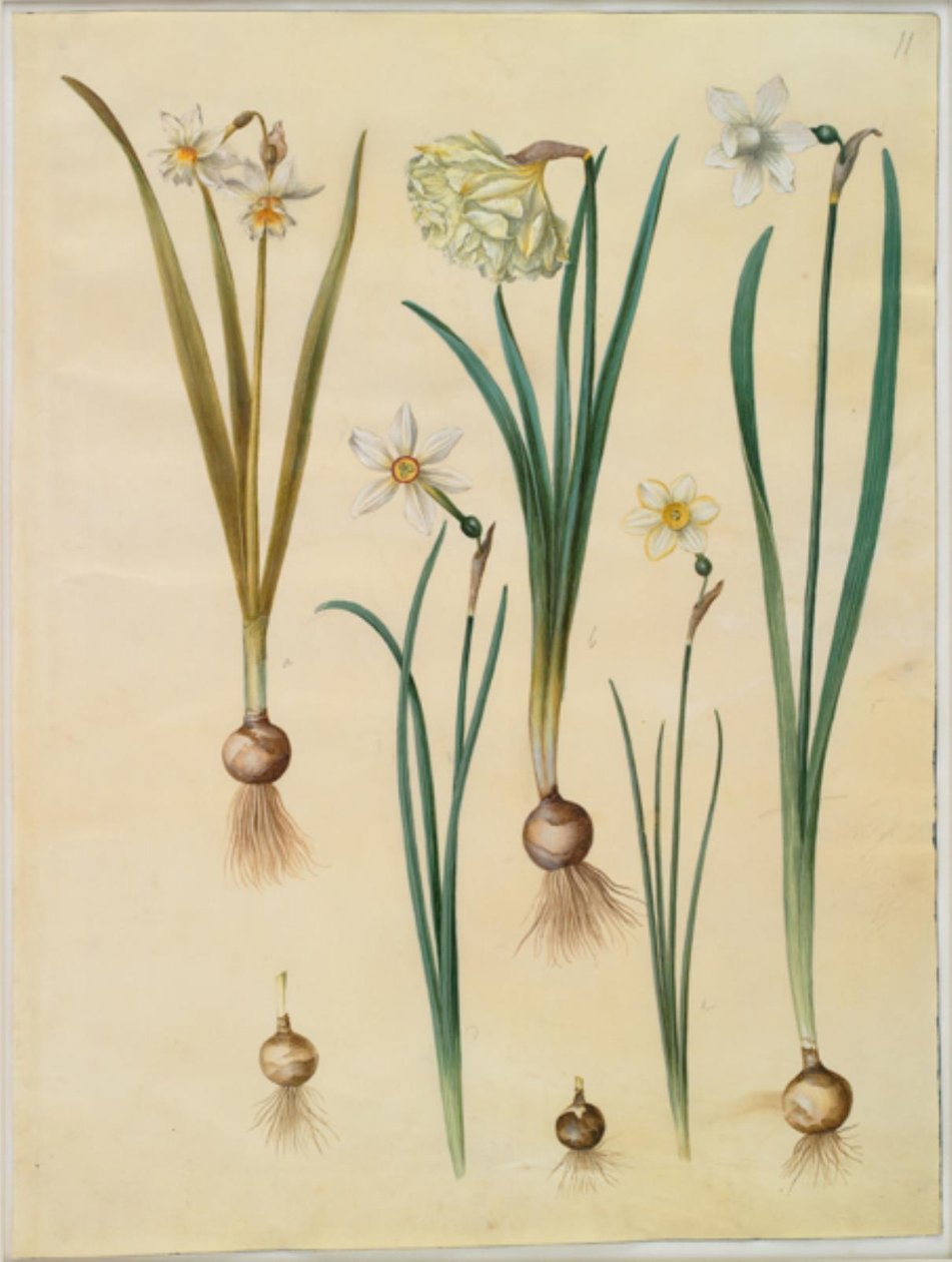 Narcissus ×mediluteus (toblomstret narcissus); Narcissus pseudonarcissus; Narcissus (narcissus); Poetisk narcissus (pinselilje); Narcissus × tynnere av Hans Simon Holtzbecker