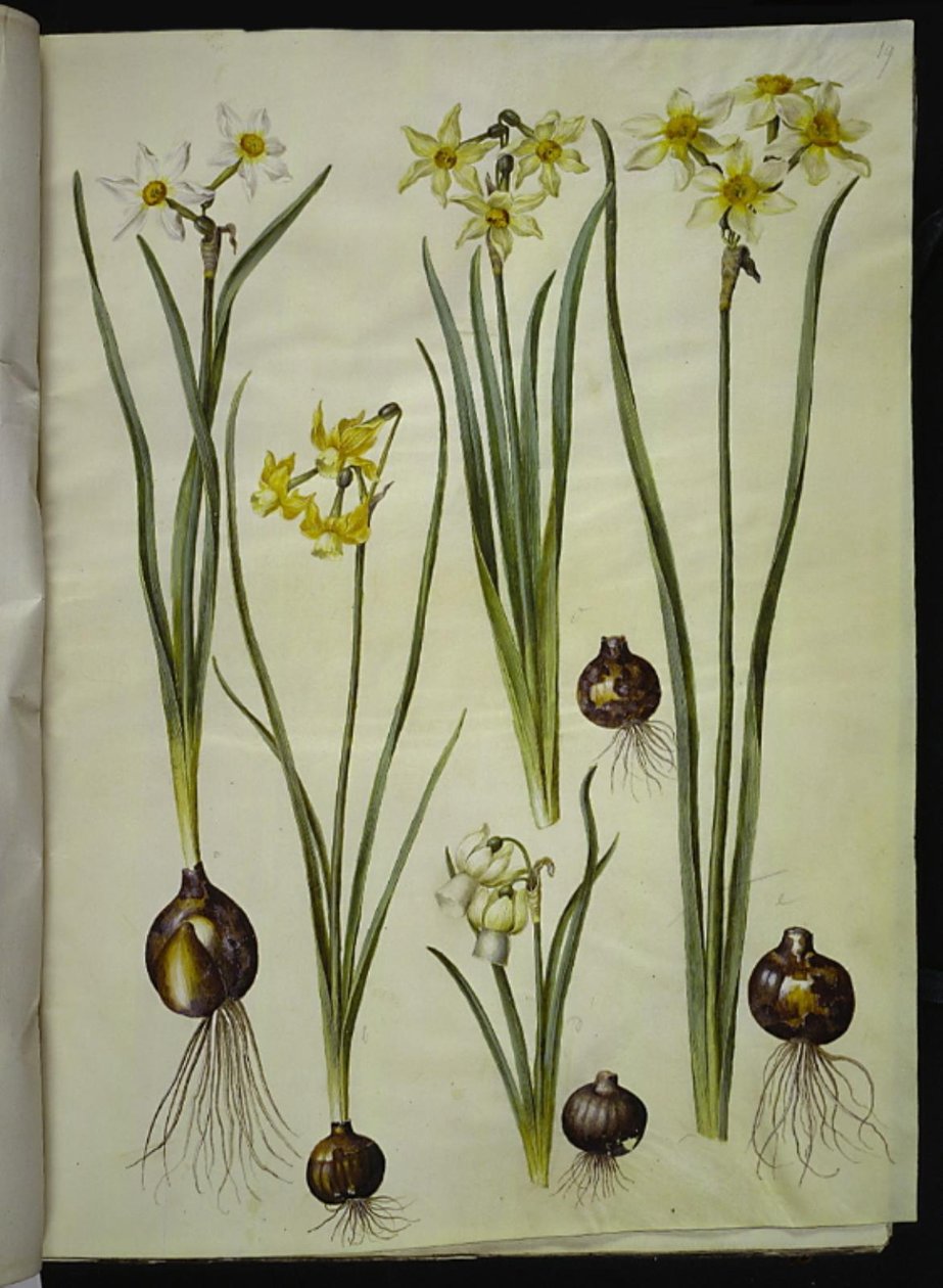 Poetisk narcissus (pinselilje); Narcissus triandrus (orkide-narcissus); Narcissus ×mediluteus (toblomstret narcissus) av Hans Simon Holtzbecker
