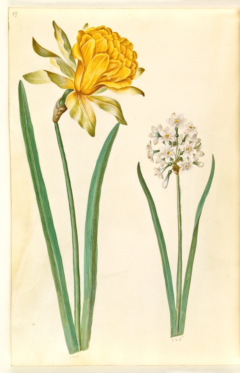 Narcissus pseudonarcissus (påskelilje); Narcissus tazetta (tazet) av Hans Simon Holtzbecker