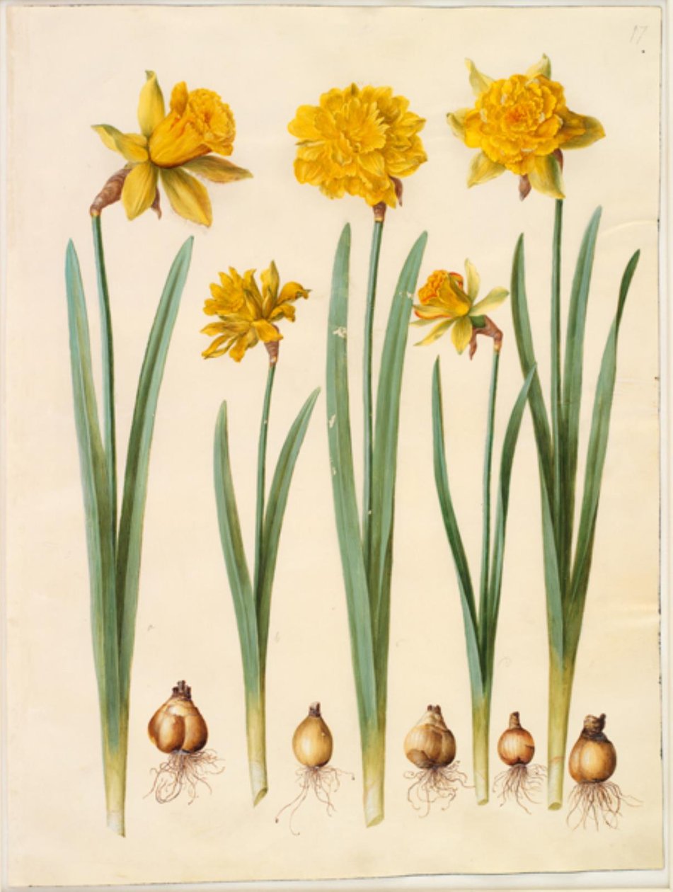 Narcissus pseudonarcissus av Hans Simon Holtzbecker
