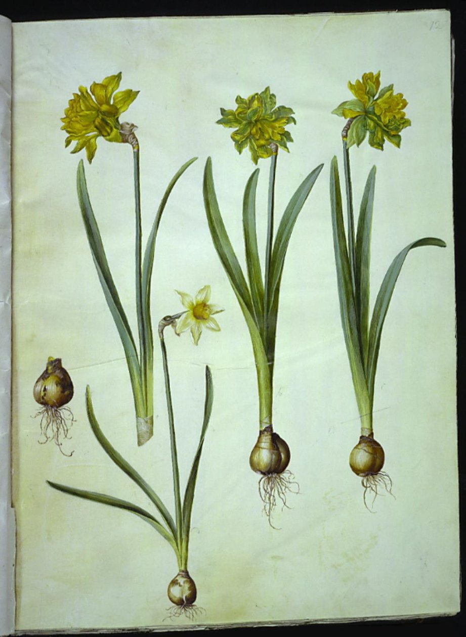 Narcissus pseudonarcissus; Narcissus? × uforlignelig (har narsissist) av Hans Simon Holtzbecker