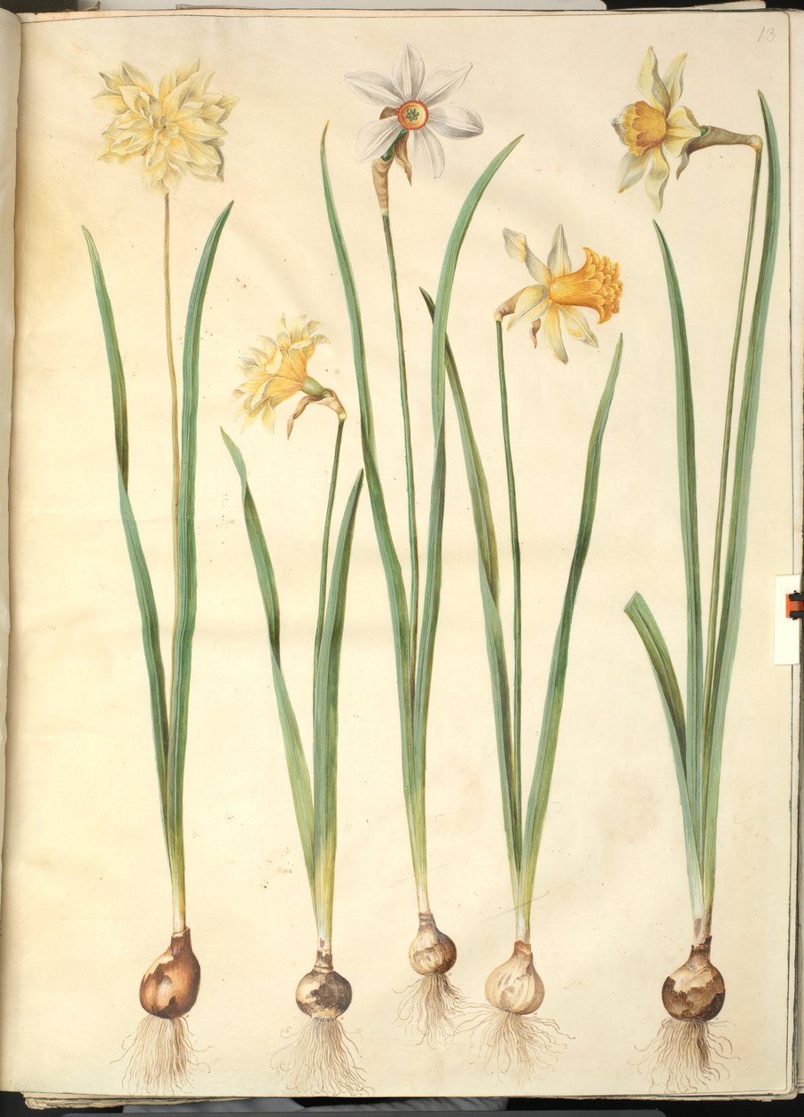 Narcissus pseudonarcissus; Poetisk narcissus (pinselilje); Narcissus × uforlignelig (har narsissist) av Hans Simon Holtzbecker