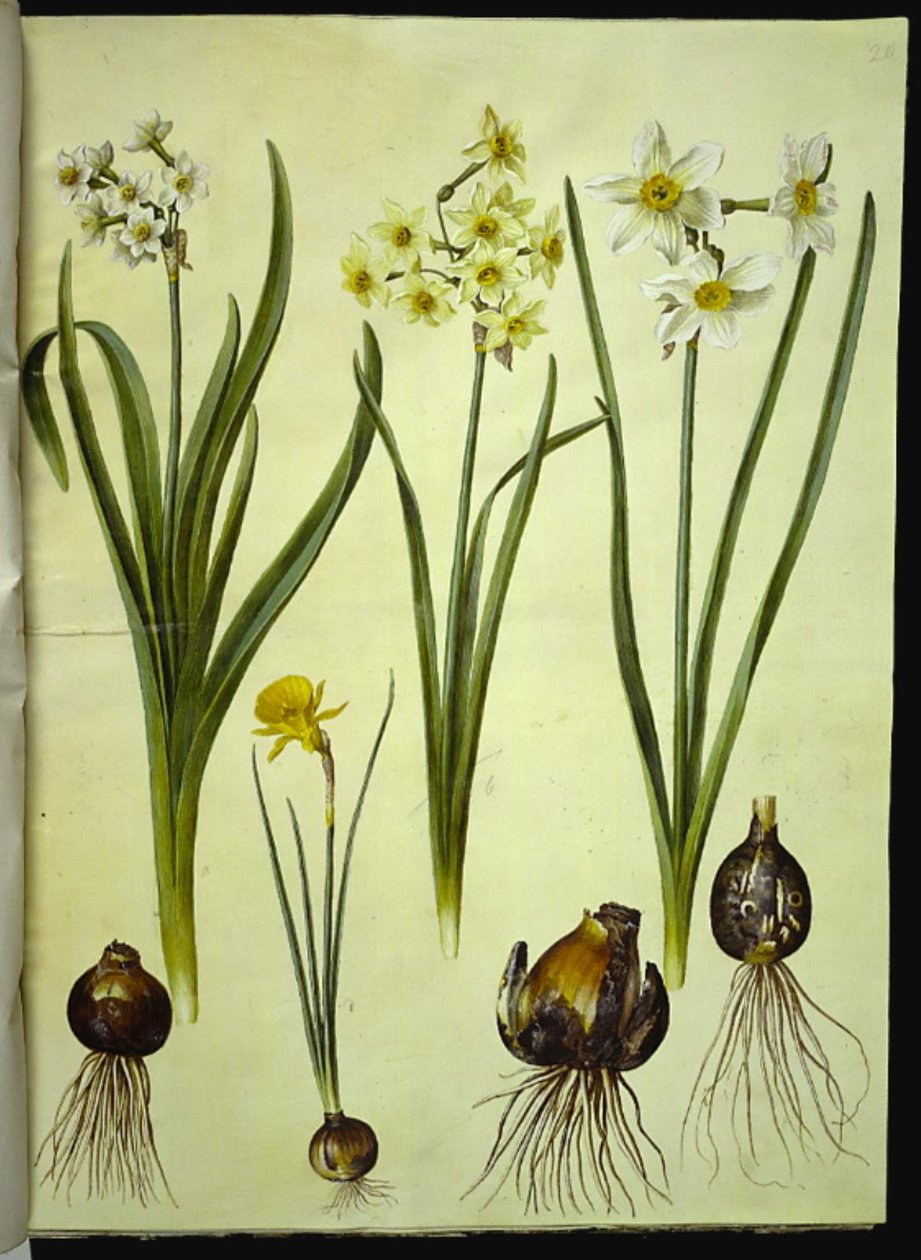 Narcissus tazetta (tazet); Narcissus ×medioluteus (toblomstret narcis); Narcissus bulbocodium (krinolin-narcis) av Hans Simon Holtzbecker