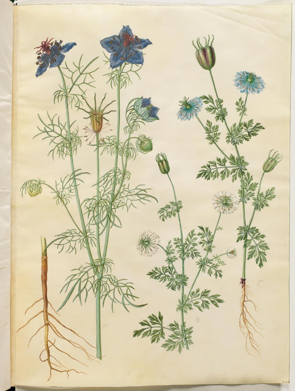 Nigella hispanica (djevelen i bushen); Nigella sativa (svart spisskummen) av Hans Simon Holtzbecker