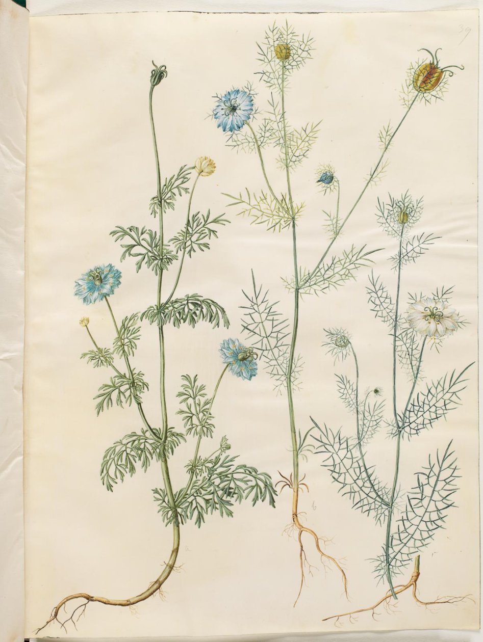 Nigella sativa (svart spisskummen); Nigella damascena (jomfru i det grønne) av Hans Simon Holtzbecker