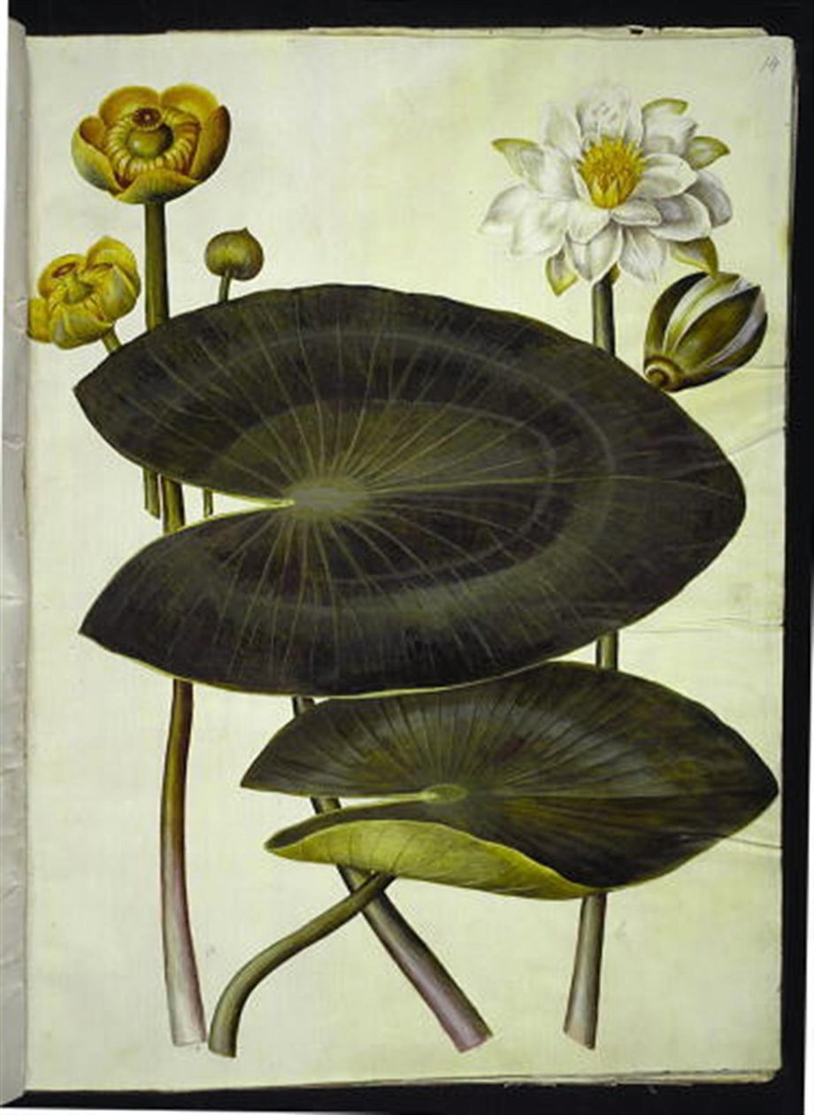Nuphar lutea (gul vannlilje); Nymphaea alba (hvit vannlilje) av Hans Simon Holtzbecker