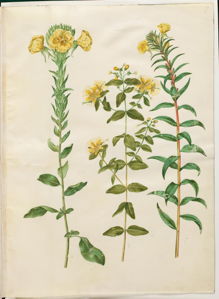 Oenothera biennis (toårig nattlyse); Hypericum hircinum (stinkende johannesurt); Oenothera rubricaulis (nattlysa med rødfrukt) av Hans Simon Holtzbecker