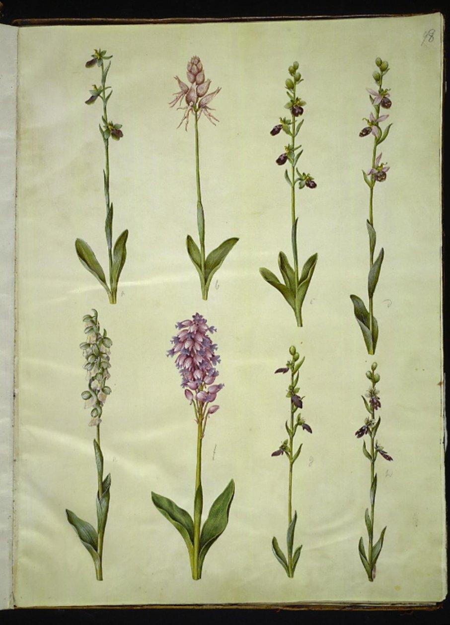 Ophrys apifera eller Ophrys sphegodes (biflueblomst eller tidlig flueblomst); "Orchis simia" (fantasiblomst); Ophrys apifera (biflueblomst); Orchis (gjøkurt); Orchis militaris (Knight's Cuckoo Urt); Ophrys insectifera (vanlig flueblomst) av Hans Simon Holtzbecker