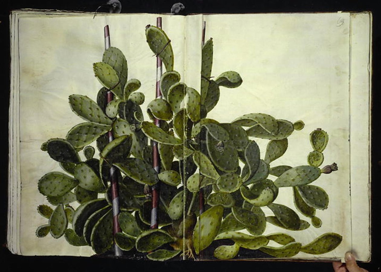 Opuntia ficus-indica, Opuntia humifusa eller Opuntia monacantha (art af figenkaktus) av Hans Simon Holtzbecker