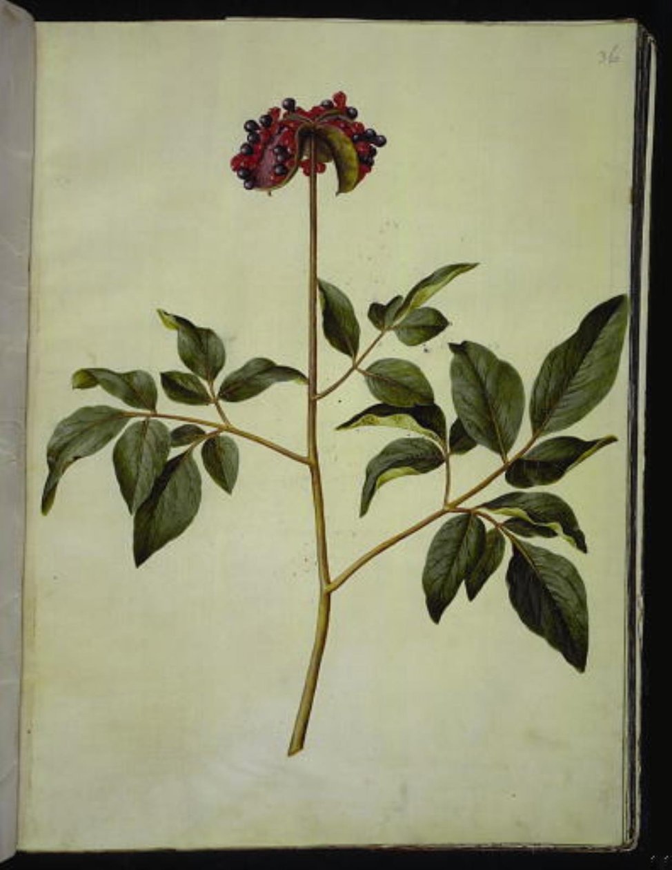 Hannpion (rose-silkeplante) av Hans Simon Holtzbecker