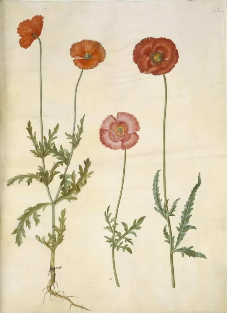Papaver dubium (gjerdevalmue); Papaver rhoeas (kornvalmue) av Hans Simon Holtzbecker