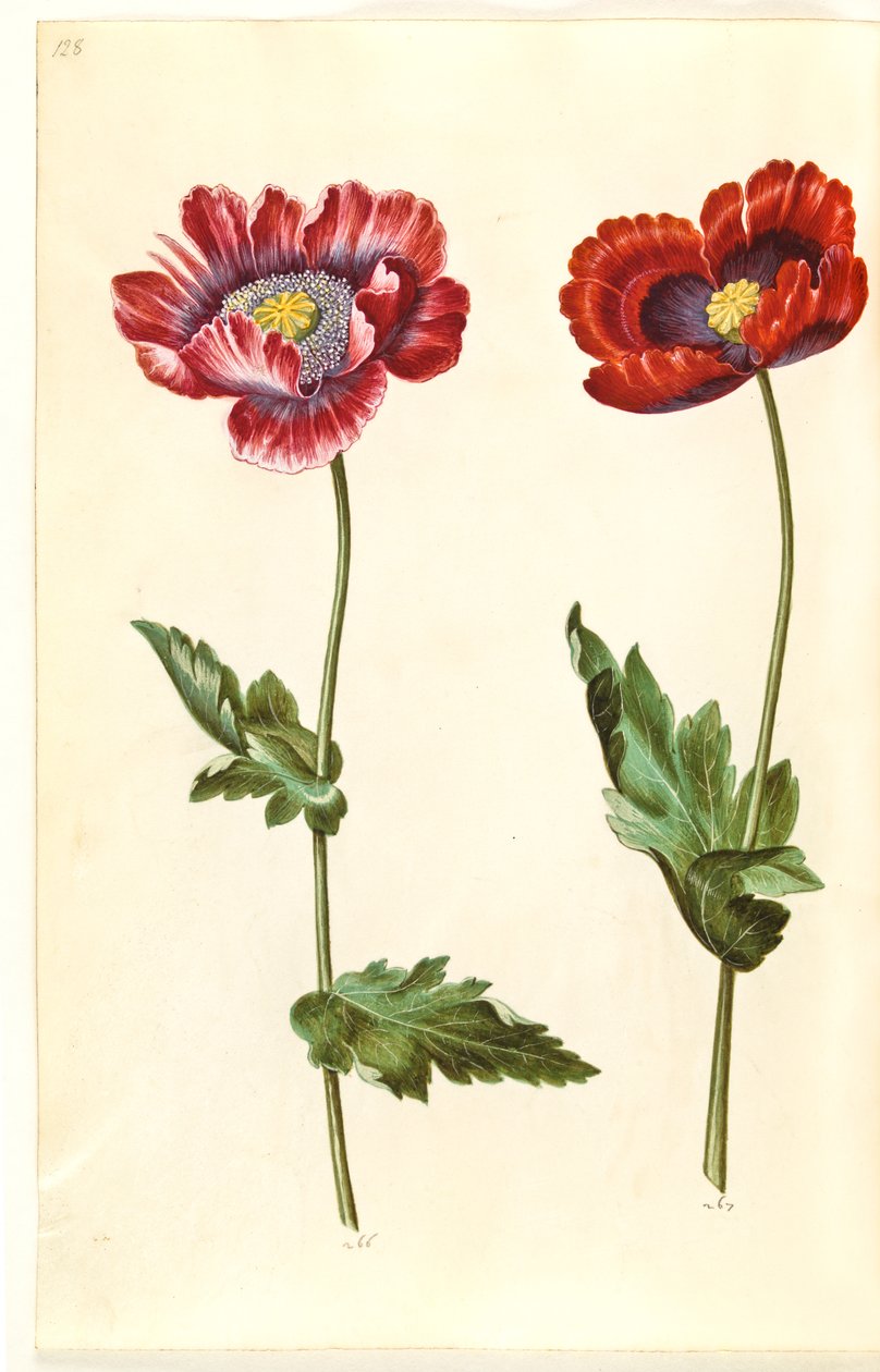 Opiumsvalmue (opiumsvalmue) av Hans Simon Holtzbecker