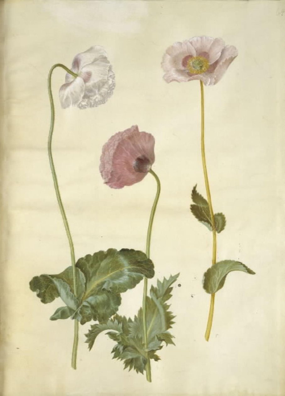Opiumsvalmue (opiumsvalmue) av Hans Simon Holtzbecker