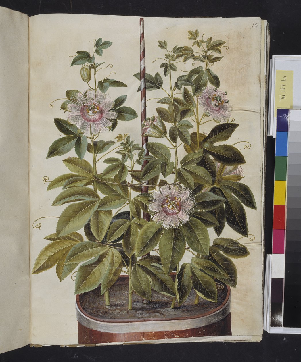 Passiflora incarnata (pasjonsblomst) av Hans Simon Holtzbecker