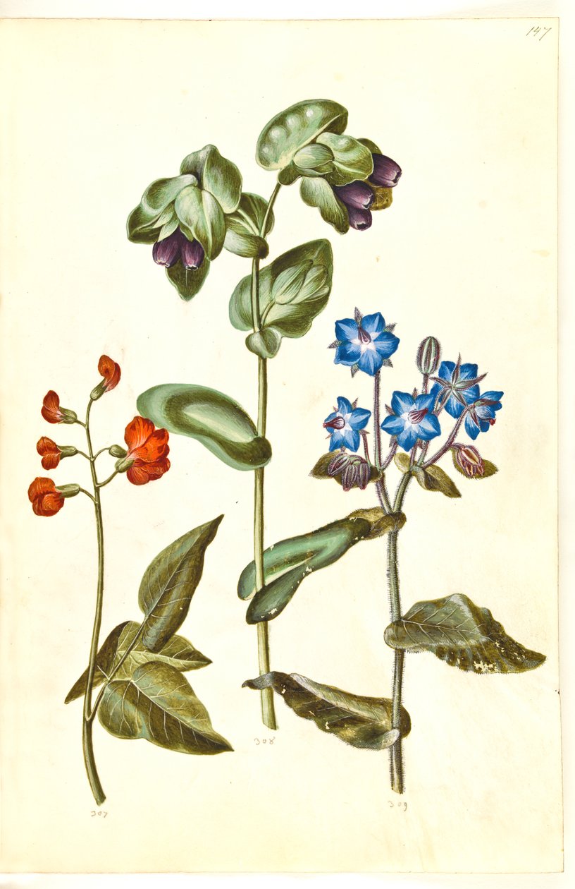 Phaseolus coccineus (skrytebønne); Cerinthe major (stor voksurt); Borago officinalis (vanlig borage) av Hans Simon Holtzbecker