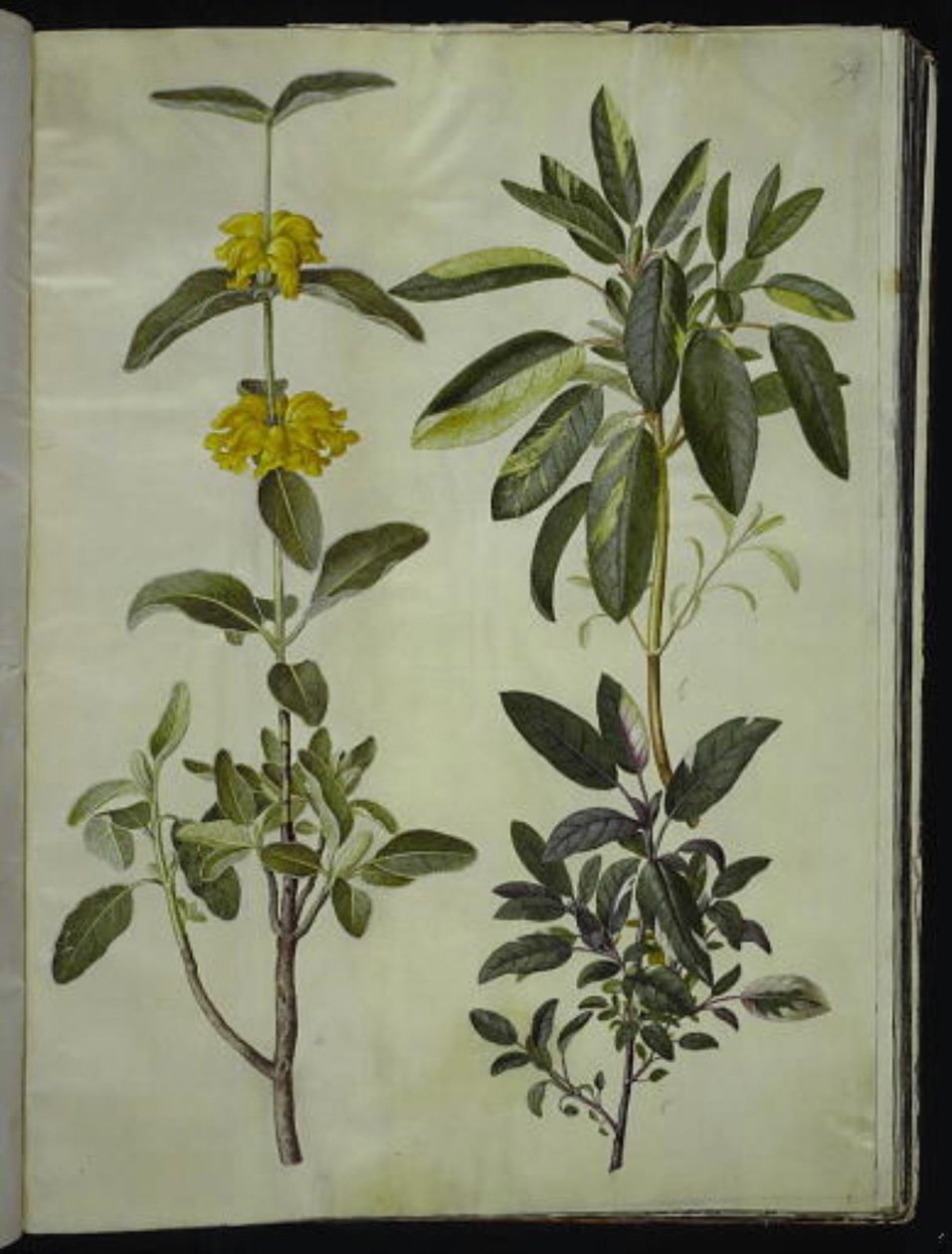 Phlomis fruticosa (vanlig snapdragon); Salvia officinalis (salvie) av Hans Simon Holtzbecker
