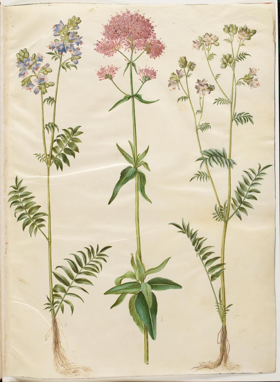 Polemonium caeruleum (vanlig Jakobs stige); Centranthus ruber (rød sporevalerian) av Hans Simon Holtzbecker